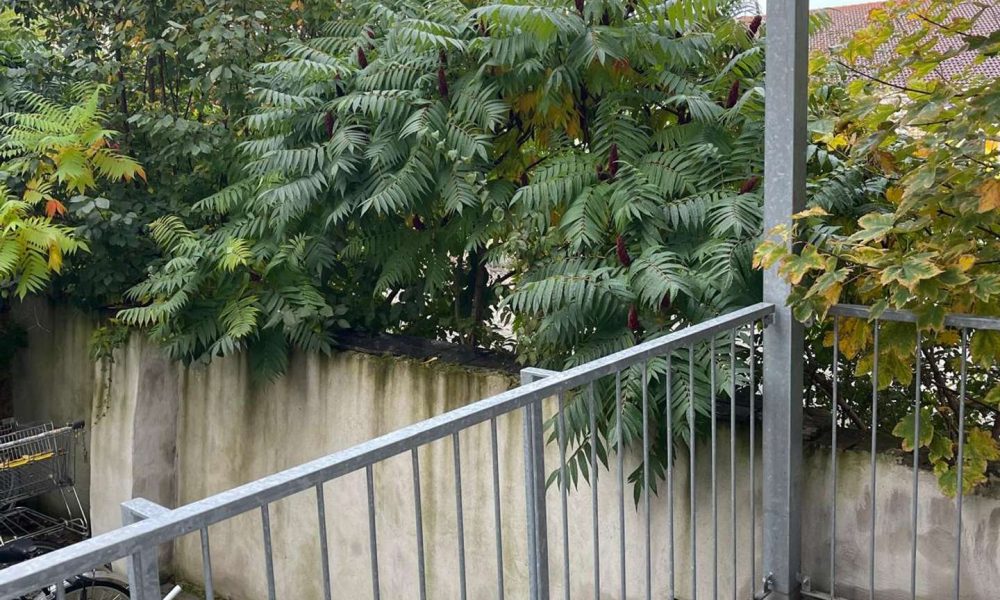 Helle 2-Zimmer-Wohnung mit Balkon - Foto 5
